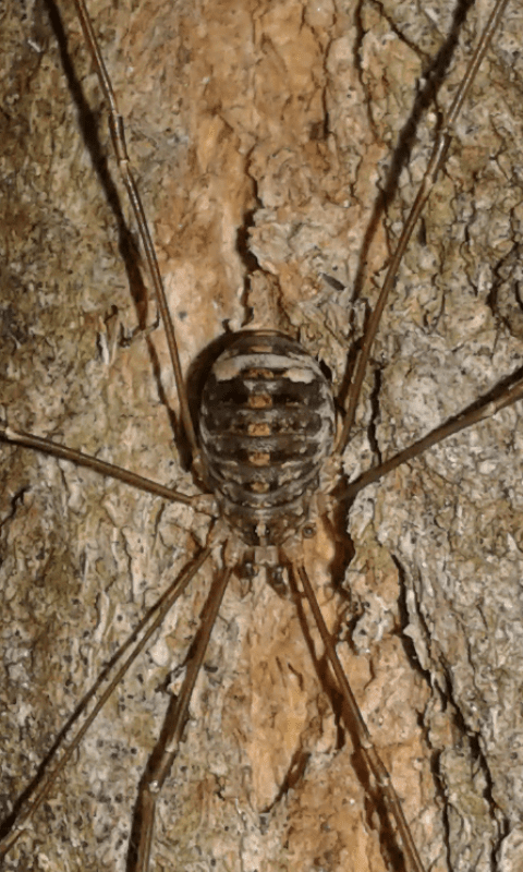 Nelima sp. - Sclerosomatidae